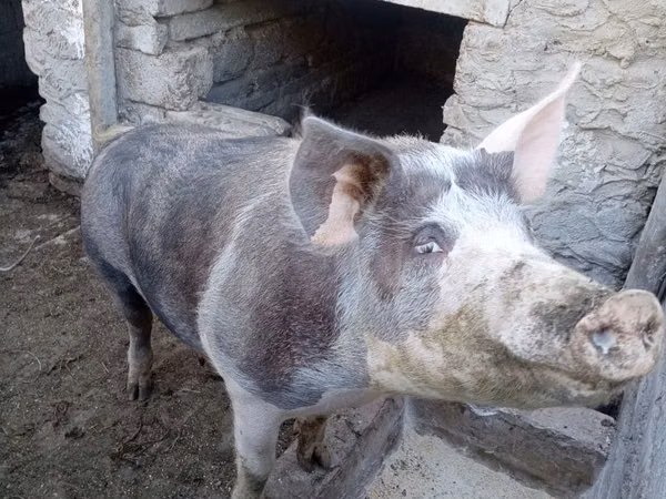 Reprodutor, Porcos — Moldávia