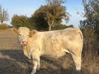 गाय, Charolais cattle — फ़ोटो 1