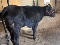 Sigir, Aberdin – Angus — 4-rasm