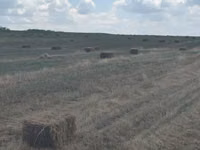 Луговая трава — foto 2