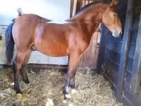 Cal, Nonius horse — foto 6