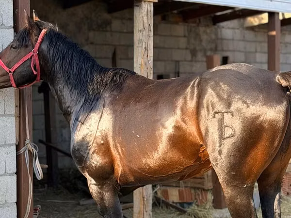 At, Kazakh horse