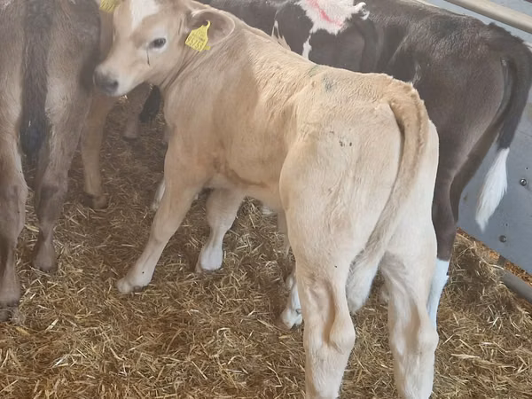 أبقار (دفعة، الجنس غير محدد), Simmental cattle