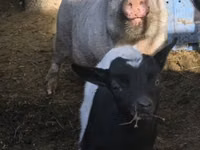 Vier, Porci — foto 2