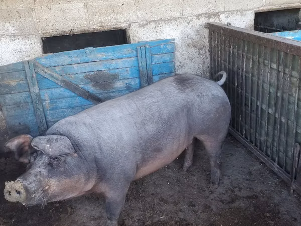 Scroafă, Porci — Republica Moldova