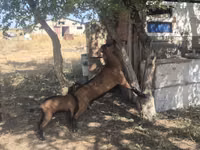 Ziege, Nubian Goat — Foto 1