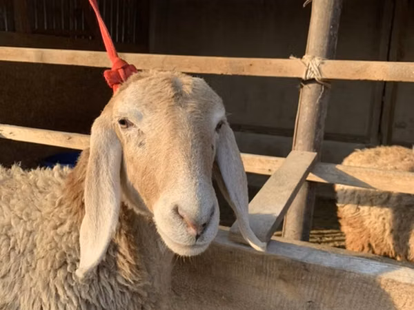 भेड़, Arashan sheep
