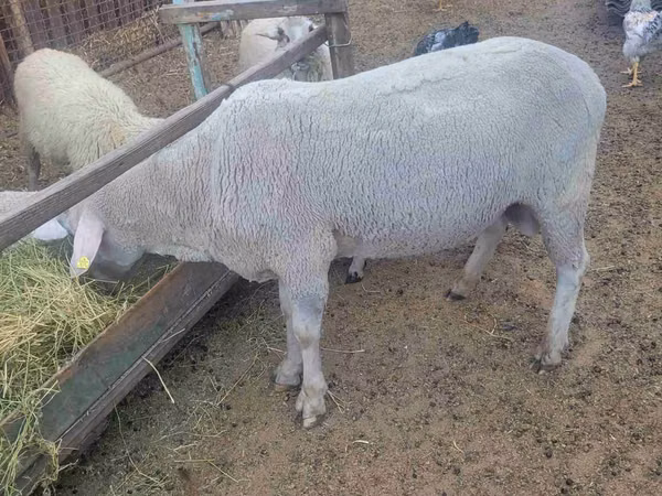 Berbec, Merino sheep