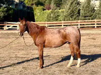 حصان, Quarter Horse — الصورة 4