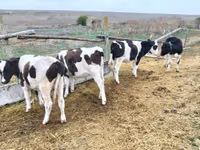 ثور, Russian Black pied cattle — الصورة 2