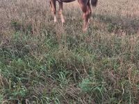 Égua, Cavalos — foto 4