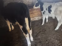 ثور, Russian Black pied cattle — الصورة 2