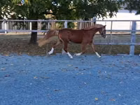 Horse (M), Welsh Cob — photo 2