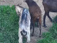 Capră, Irish goat — foto 4