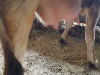 Cow, Alatau breed — photo 4