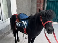 घोड़ा, North Swedish horse — फ़ोटो 2