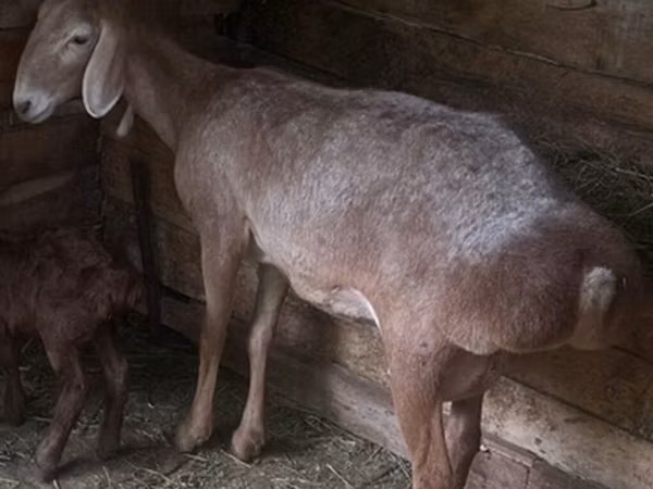 Qoʻy, Afghan Arabi sheep