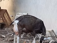Boucs, Toggenburg goat — photo 6
