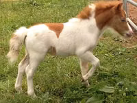 घोड़ा, Miniature horse — फ़ोटो 2