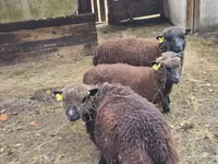 Oaie, Southdown sheep — foto 4