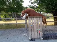 Caballo, Caballos — foto 5
