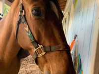 Aygʻir, Tennessee Walking Horse — 1-rasm
