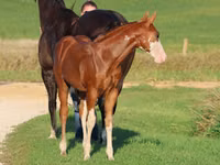 Cheval, Alter Real — photo 1