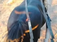 公马, Horses — 照片 2