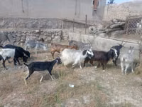 عنزة, الماعز — الصورة 5