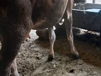 Cow, Alatau breed — photo 3