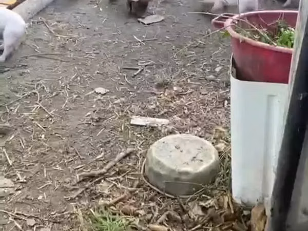 Scroafă, Porci — Republica Moldova
