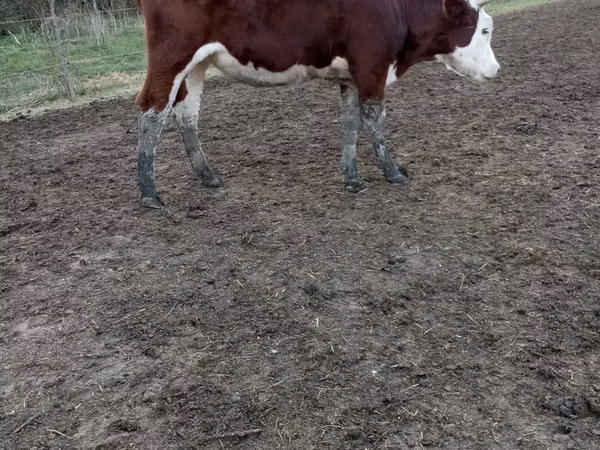 Kuh, Simmental cattle