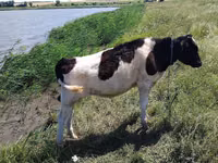 Bulle, Russian Black pied cattle — Foto 2