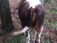 Bou, Bovine — foto 3