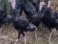 Turkeys — foto 1