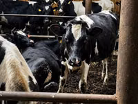 Kuh, Holstein-Rasse — Foto 6