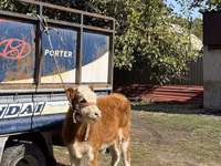 Toro, Simmental cattle — foto 1