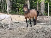 घोड़ी, Black Sea breed — फ़ोटो 4