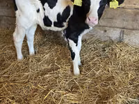Bovine (lot, sex nespecificat), Aberdeen-Angus — foto 6