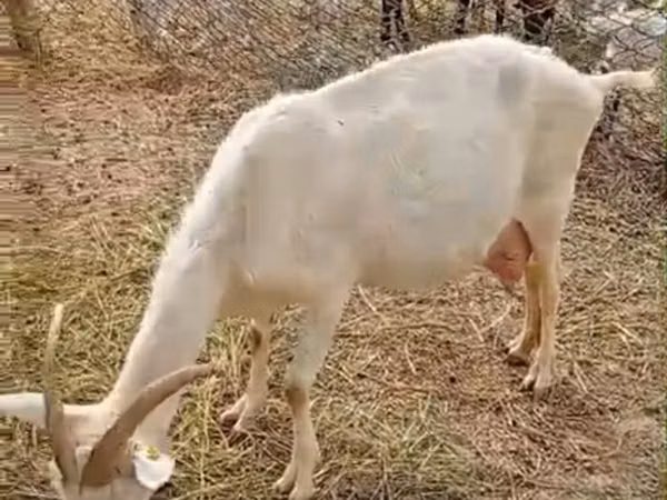 Эчки, Заанен кодуру