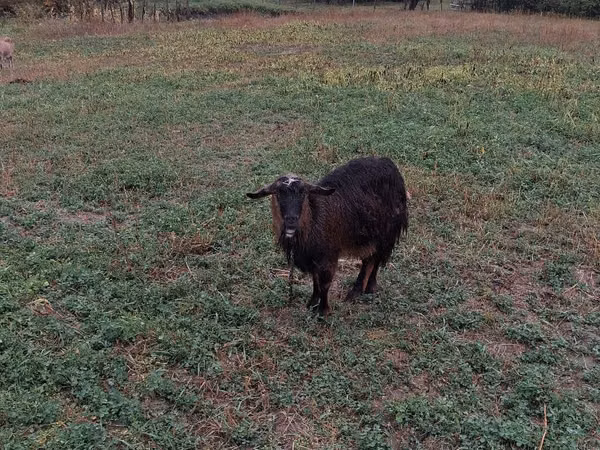 Oaie, Oi
