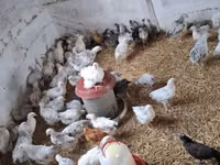 Chickens — Foto 5