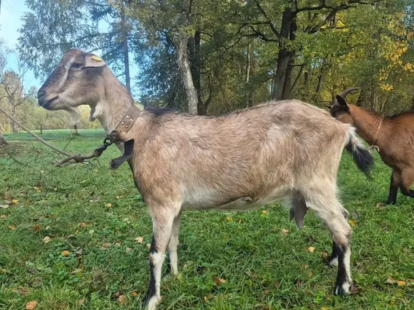 Cabra, Alpine goat