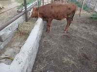 Vacă, Simmental cattle — foto 4
