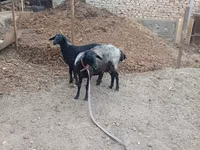 Sheep, Sheep — photo 5