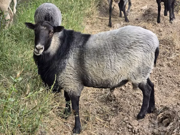 Berbec, Romanov sheep
