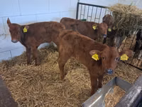 Bou, Simmental cattle — foto 5
