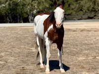 Cal, American paint horse — foto 4