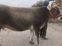 بقرة, Swiss cattle — الصورة 4