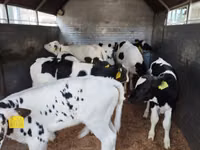 Bovinos (lote, sexo não especificado), Russian Black pied cattle — foto 5